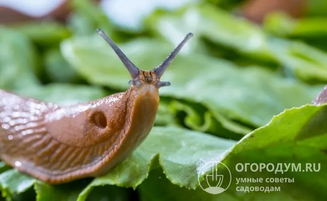 На щупальцах, расположенных на голове моллюска, находятся его органы зрения и осязания