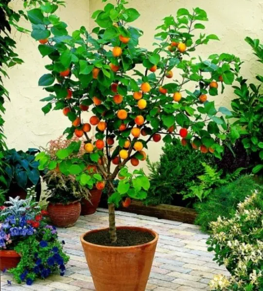 Персиковое дерево летом на улице