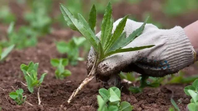 Определение кислотности почвы по растущим сорнякам