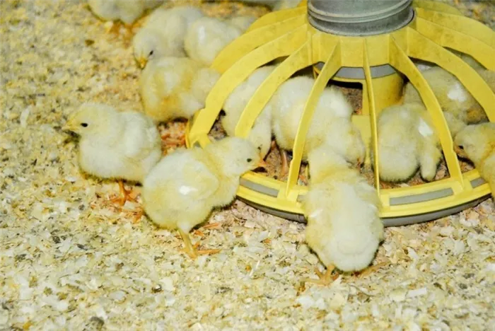 Маленькие цыплята питаются из кормушки