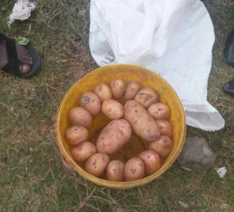 сколько весит мешок картошки сетка
