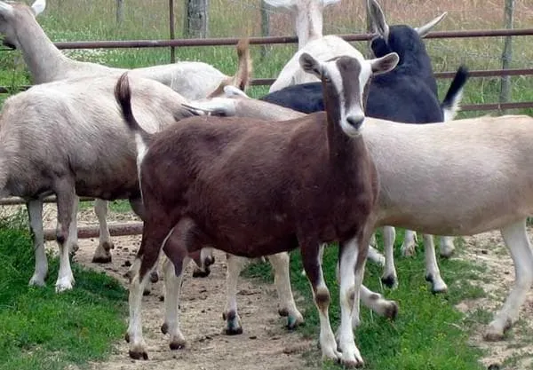 тоггенбургские козы