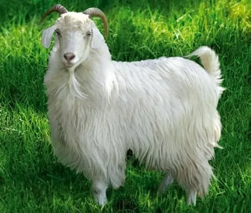 оренбургская порода коз