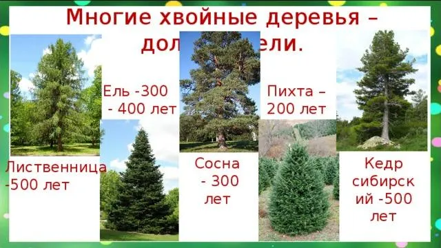 Рост разных хвойных деревьев