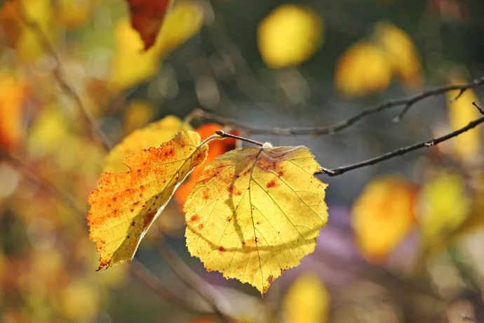 Листья Лесного орешника осенью
