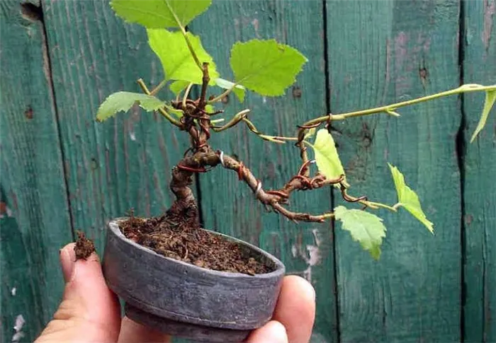 Как сформировать наклон миниатюрного дерева. Это береза - одно из самых гибких растений