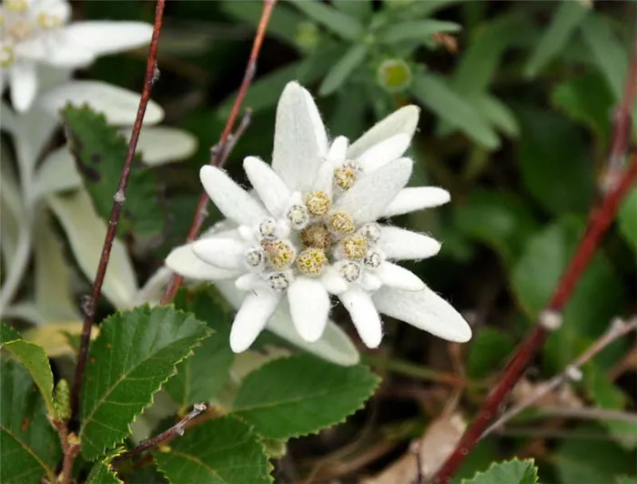 эдельвейс фото цветка