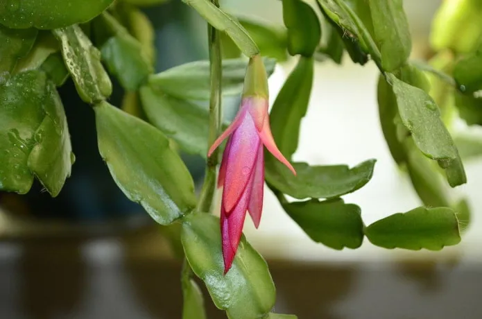 Моносимметричный цветок зигокактуса