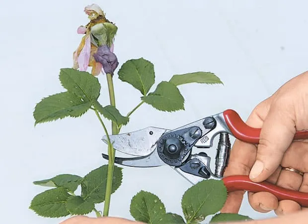 Инструкция для начинающих цветоводов: как обрезать розы после цветения летом, чтобы они снова зацвели