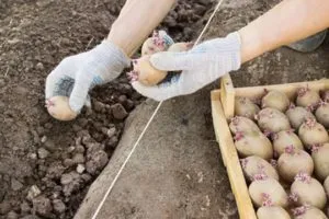 jarovize-and-planting-potatoes-manually-in-your-garden