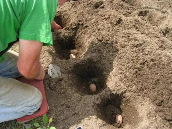 посадка картофеля под лопату