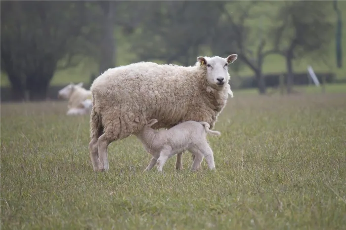 Кормящая овца нуждается в особом уходе