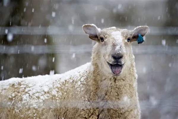 овечка стоит в снегу