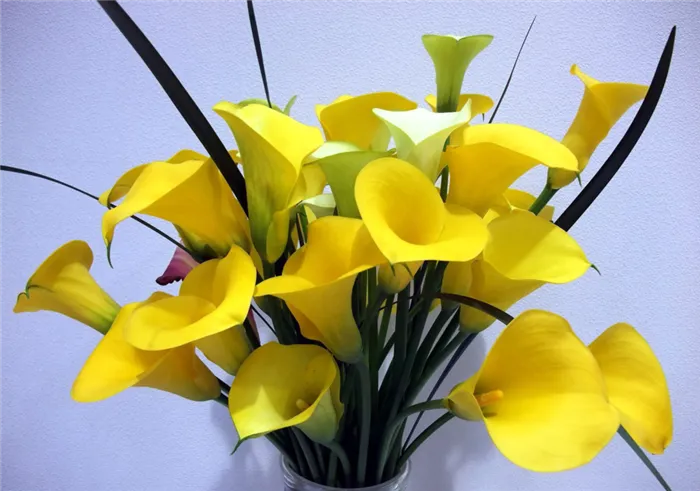 Восхитительный цветок калла: выращивание и уход в домашних условиях