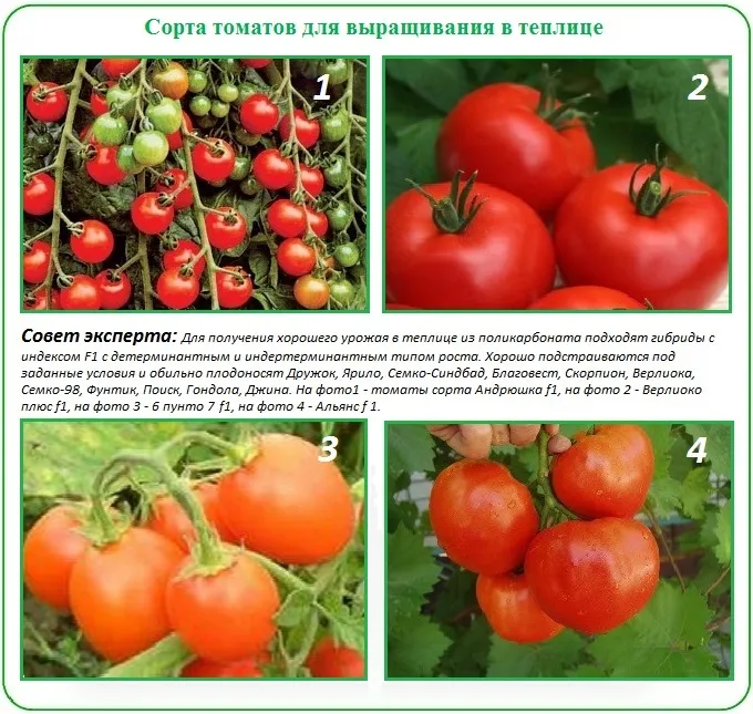 Как выбрать сорт для посадки помидор в теплицу из поликарбоната