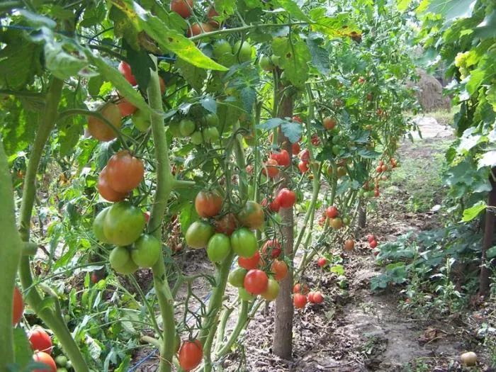 томат де барао в огороде
