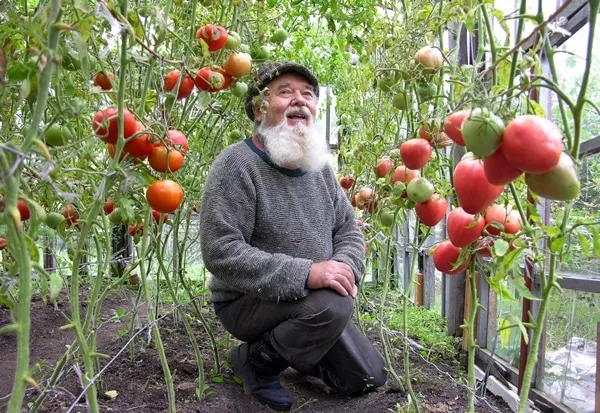 мужчина сидит в теплице с томатами