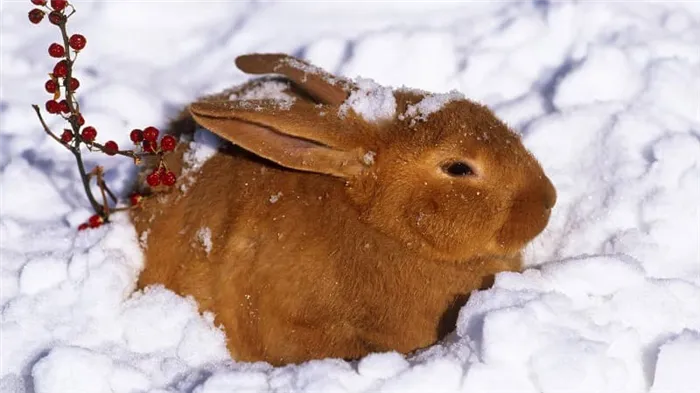 Кролик зимой