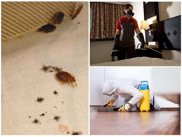 Уничтожение насекомых профессиональными средствами