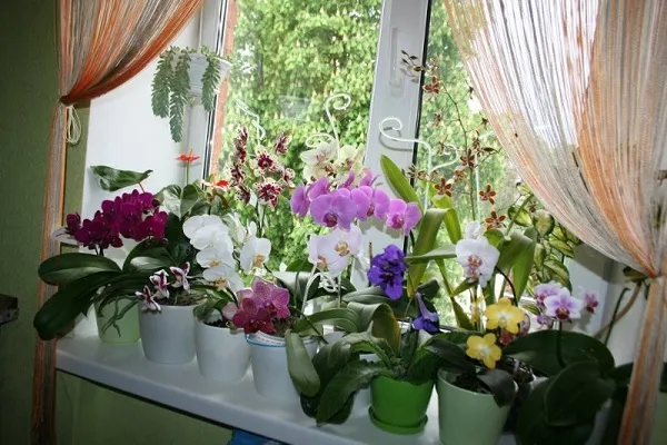 цветы на подоконнике на кухне фото
