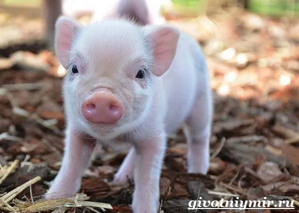 Мини-пиги-свинья-Особенности-уход-и-цена-мини-пиги-5