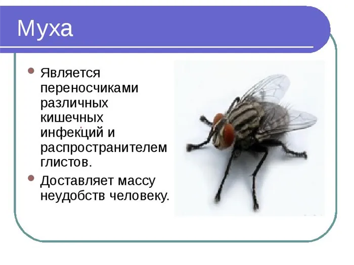 Сколько живёт муха обыкновенная в квартире? Её строение и особенности размножения.