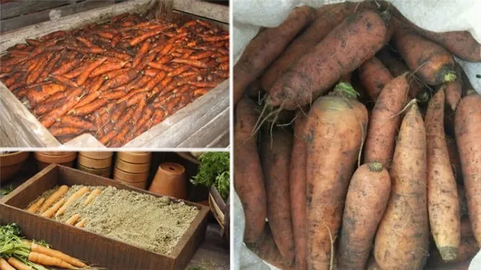 Особенности хранения моркови в домашних условиях в квартире