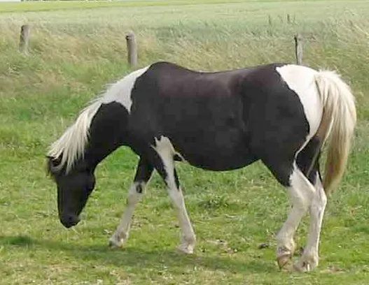Баскский пони