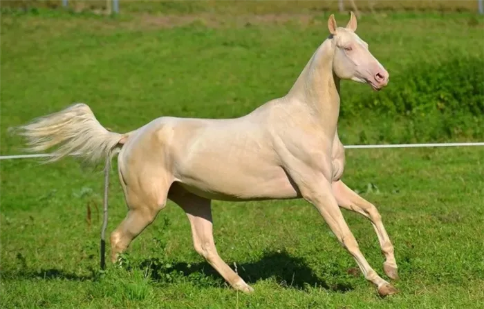 Ахалтекинский конь