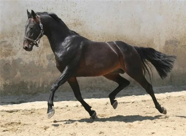 Скаковая арабская лошадь