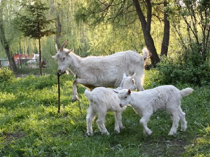 Изображение козы с маленькими козлятами