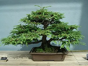 Redwood bonsai.JPG