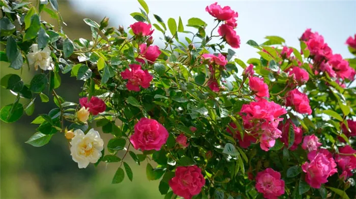 Для чего нужна обрезка плетистой розы после цветения летом и как правильно её проводить