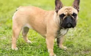 Французские бульдоги – популярная порода больных собак