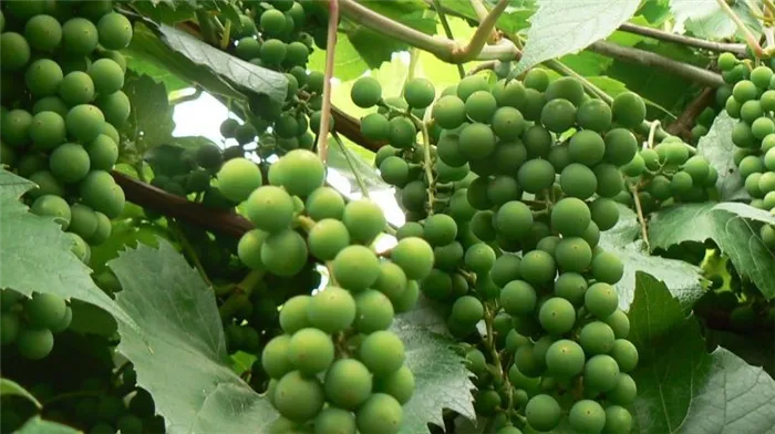 Можно ли ускорить созревание винограда в августе и как это сделать