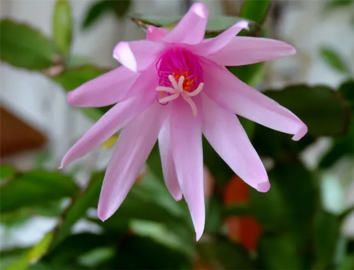 Хатиора розовая (Hatiora rosea)