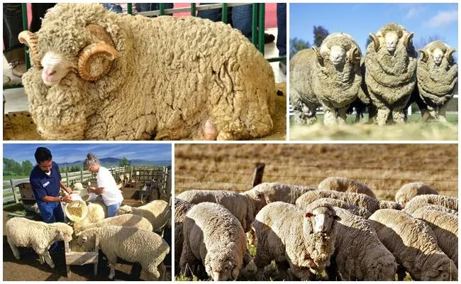 разные овцы