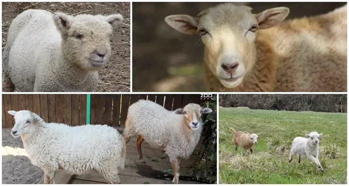 Карликовые овцы