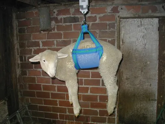 взвешивание овечки