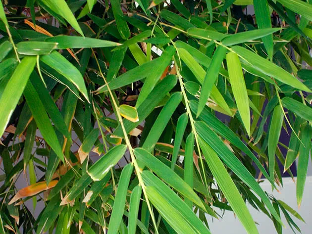 Условия выращивания бамбука в средней полосе