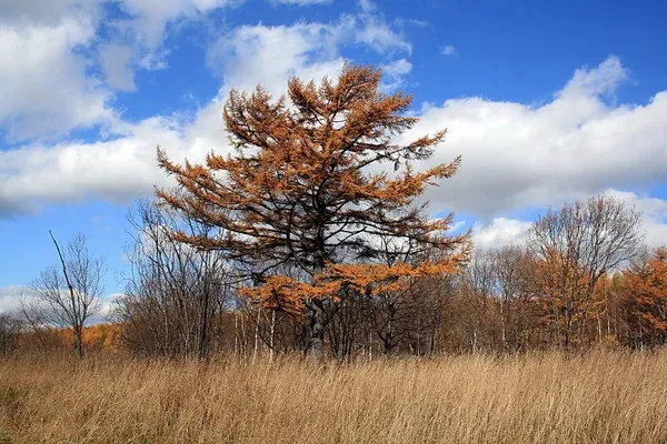 Самые старые деревья на Земле, планете, в мире, России. Сколько лет, фото