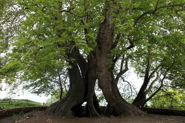 Самые старые деревья на Земле, планете, в мире, России. Сколько лет, фото