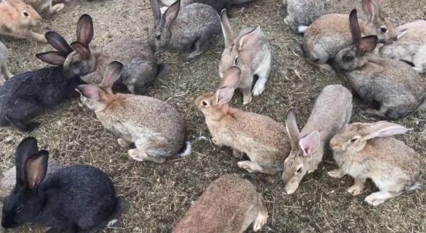 Содержание кроликов в ямах запрещено, если по климатическим условиям местность является непригодной для этого