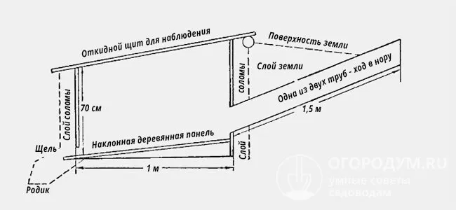 Разведение кроликов в яме - лучший способ увеличить их популяцию