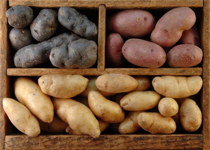 Сорта картофеля с кожицей разного цвета