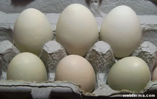 cornish-eggs
