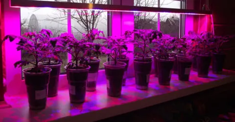 Как пользоваться фитолампой: как правильно подсвечивать рассаду на подоконнике и комнатные растения?
