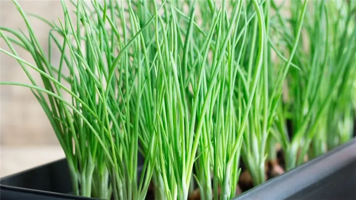 Как правильно выращивать зеленый лук на подоконнике: пошаговое руководство для начинающих