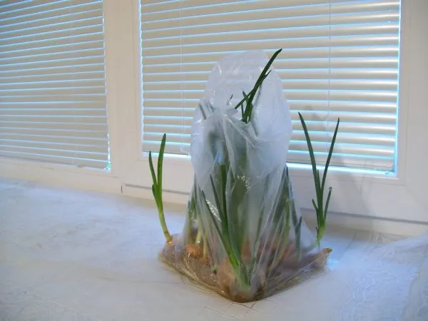 При помощи пакета и туалетной бумаги можно вырастить зеленый лук без лишних хлопот