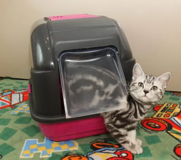 Как выбрать кошачий туалет и наполнитель?